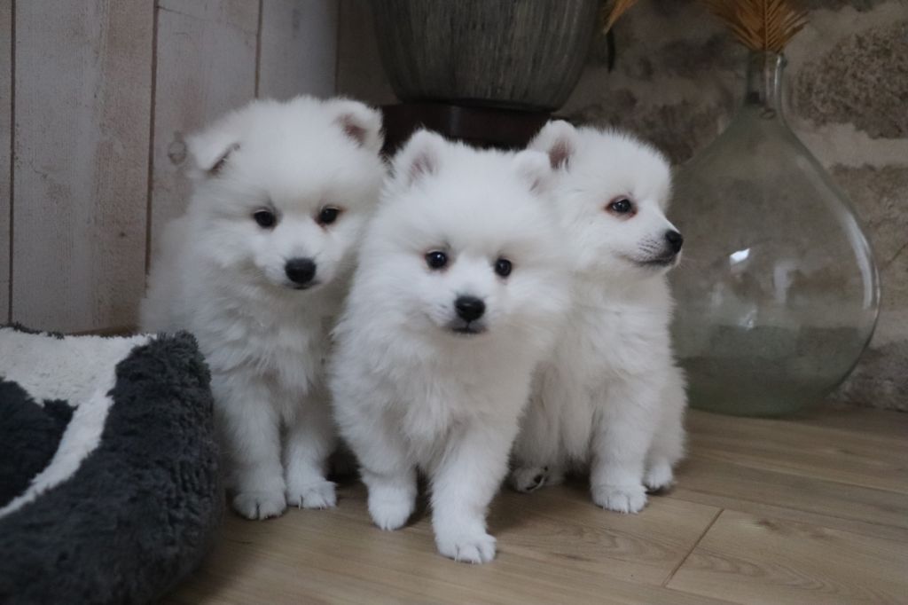 chiot Spitz japonais Der Lenn