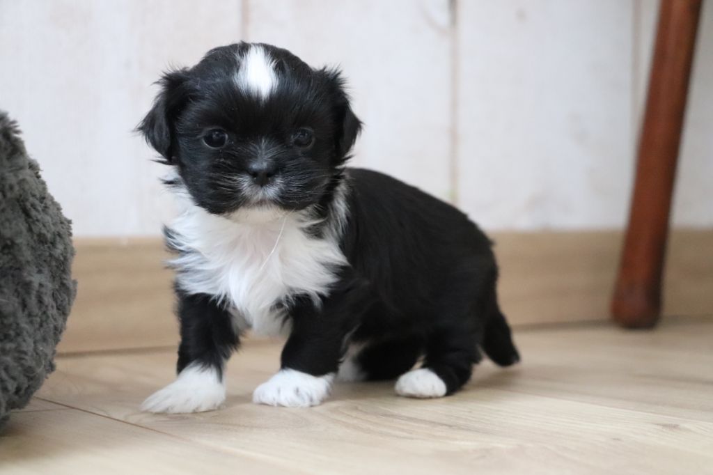 Der Lenn - Chiot disponible  - Lhassa Apso