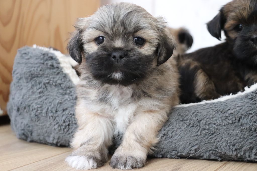 Der Lenn - Chiot disponible  - Lhassa Apso