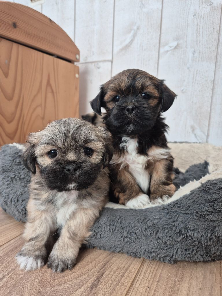 chiot Lhassa Apso Der Lenn