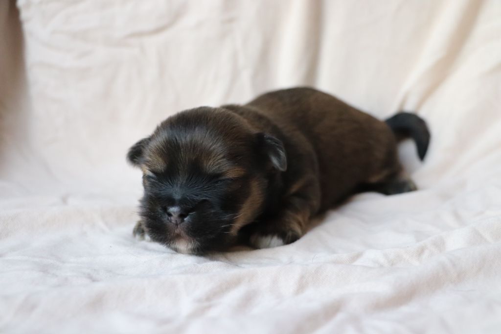 Der Lenn - Chiot disponible  - Lhassa Apso