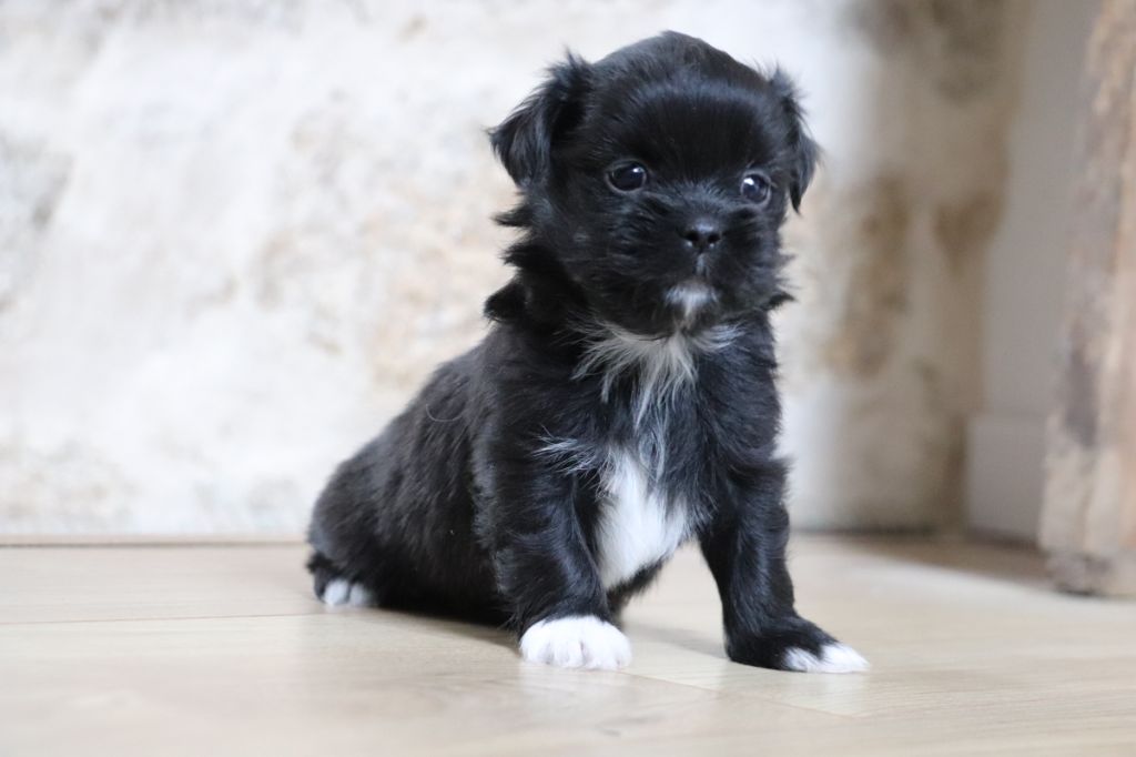 Der Lenn - Chiot disponible  - Lhassa Apso