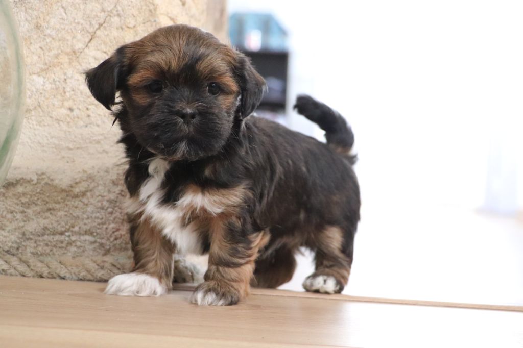 Der Lenn - Chiot disponible  - Lhassa Apso