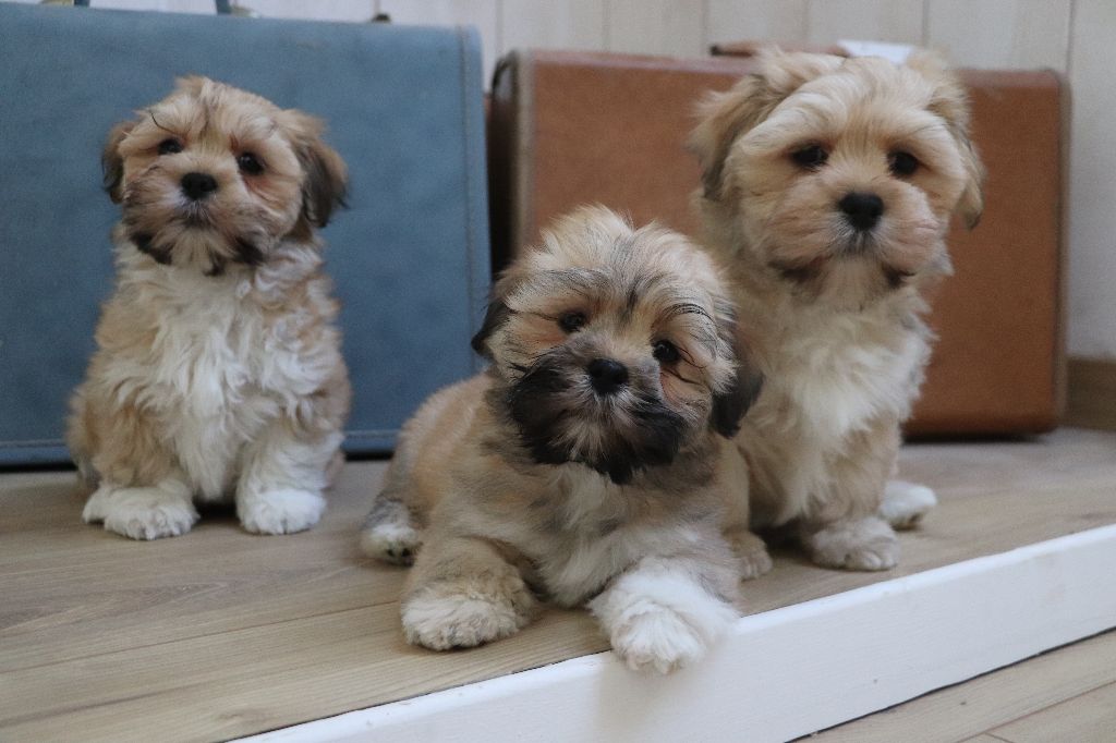 chiot Lhassa Apso Der Lenn