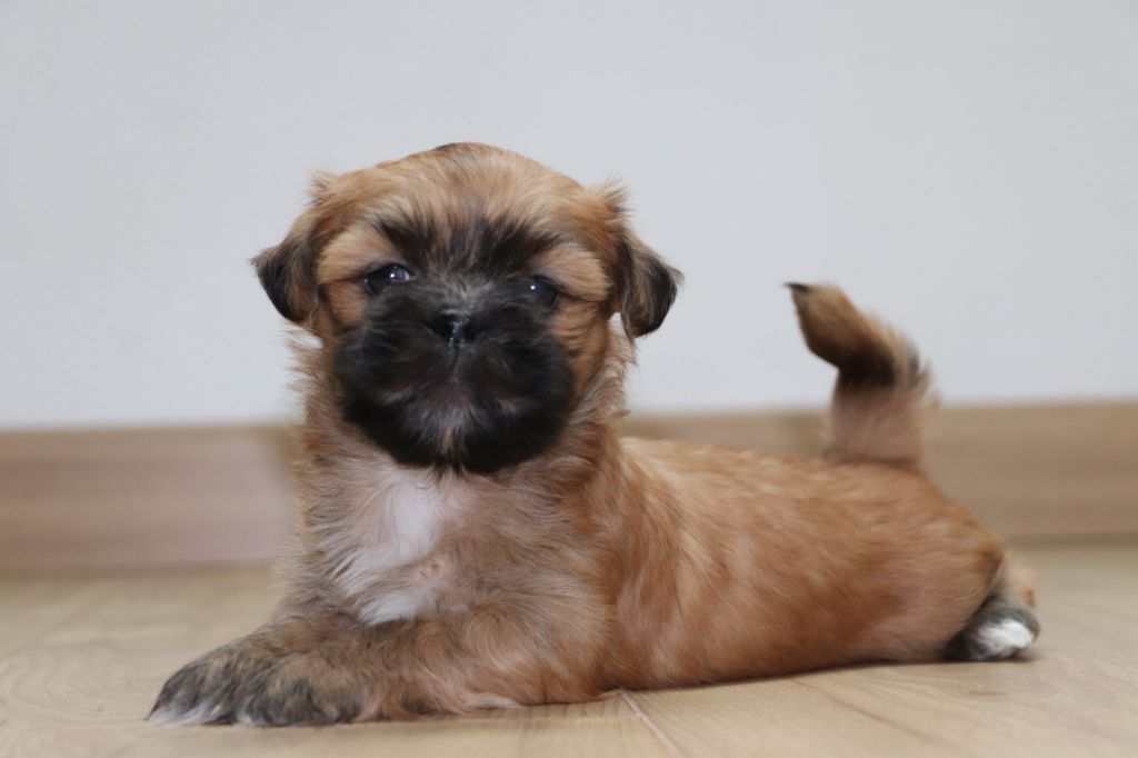 Der Lenn - Chiot disponible  - Lhassa Apso