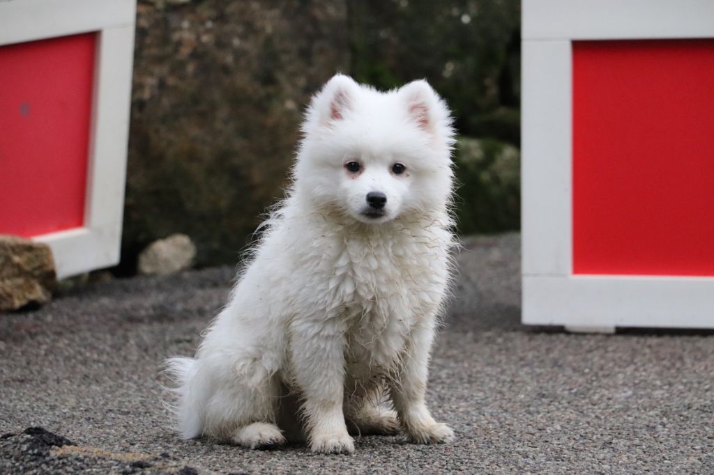 Der Lenn - Chiot disponible  - Spitz japonais