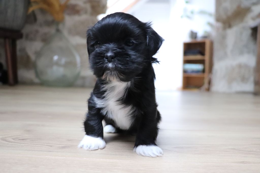 Der Lenn - Chiot disponible  - Lhassa Apso