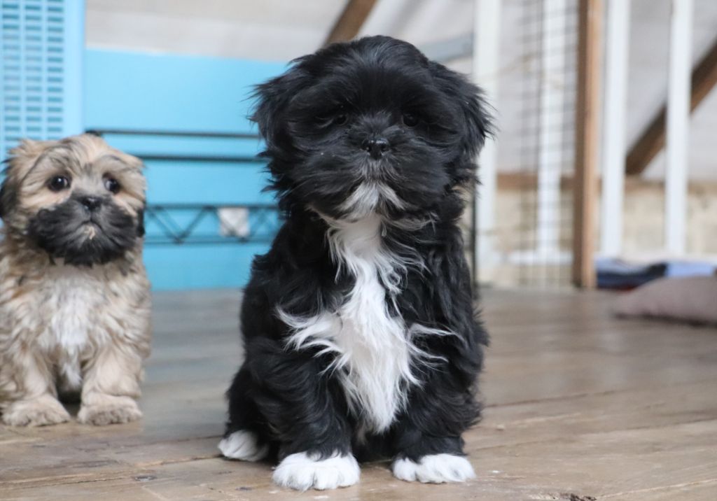 Der Lenn - Chiot disponible  - Lhassa Apso