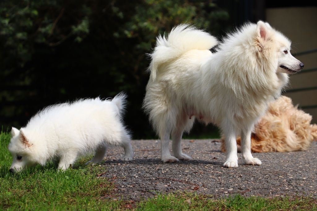 chiot Spitz japonais Der Lenn