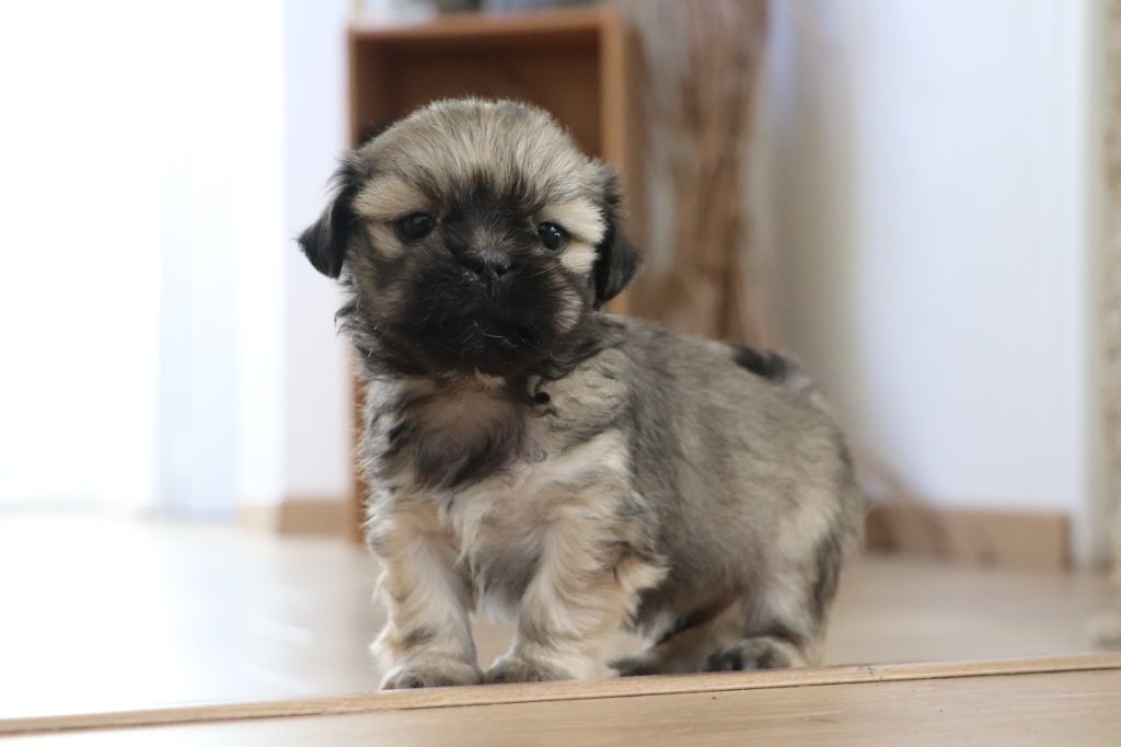 Der Lenn - Chiot disponible  - Lhassa Apso