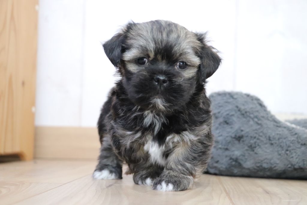 Der Lenn - Chiot disponible  - Lhassa Apso