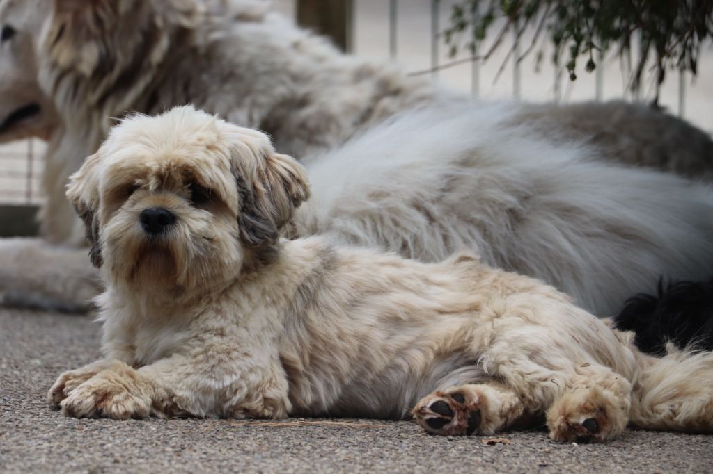 Ulysse de l'éperon des Cosmiques