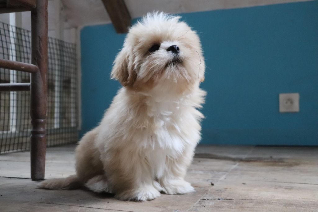 Der Lenn - Chiots disponibles - Lhassa Apso