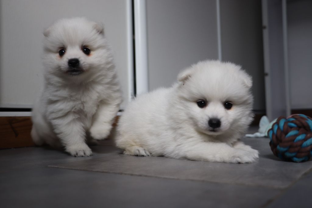 Chiot Spitz japonais Der Lenn