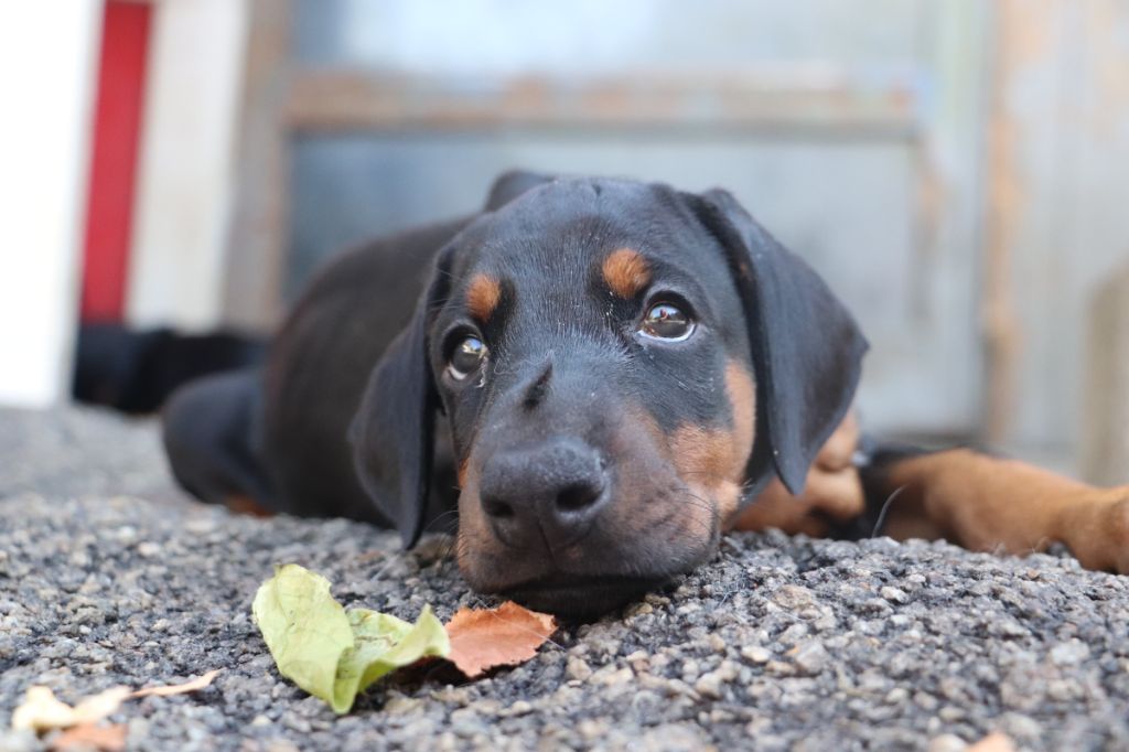 Der Lenn - Chiots disponibles - Dobermann