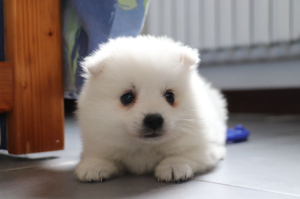 Der Lenn - Chiots disponibles - Spitz japonais