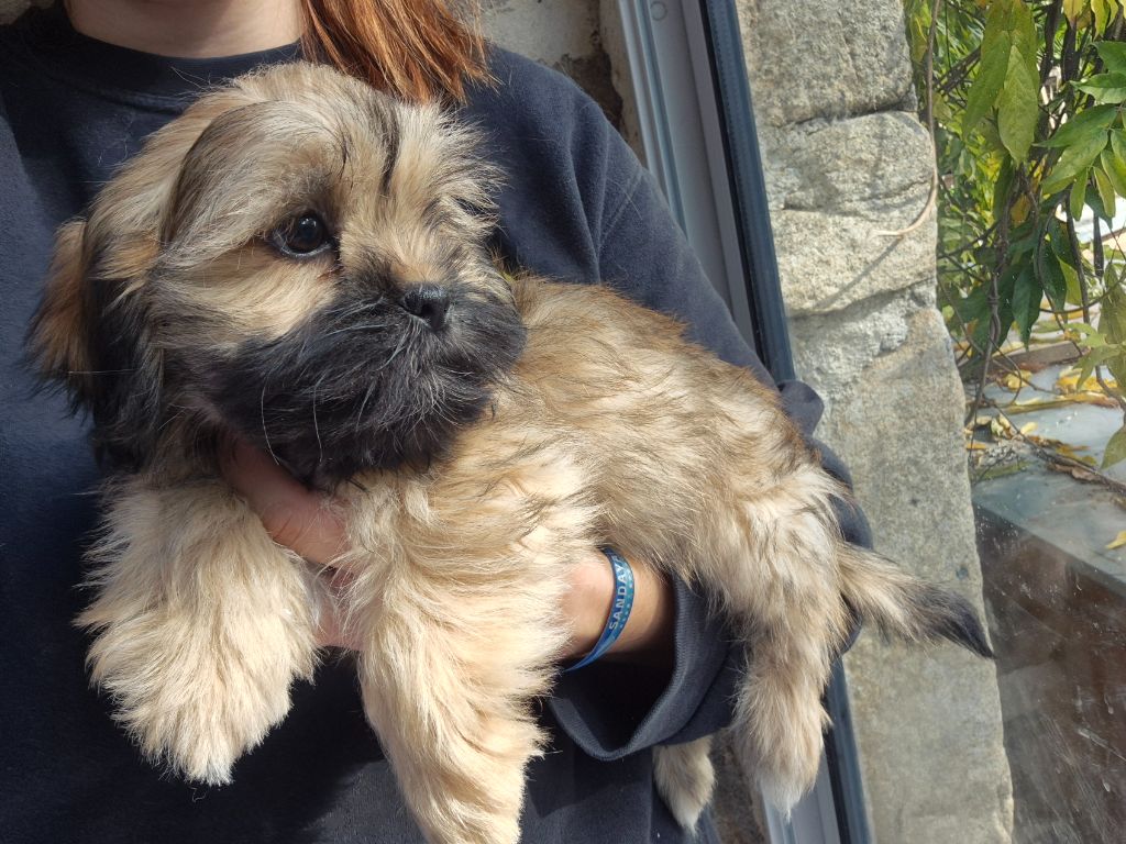 Der Lenn - Chiots disponibles - Lhassa Apso