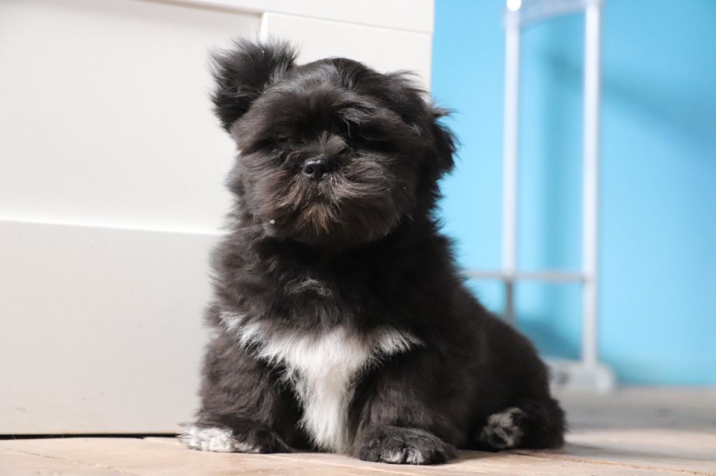 Der Lenn - Chiots disponibles - Lhassa Apso
