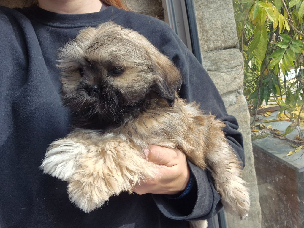 Der Lenn - Chiots disponibles - Lhassa Apso