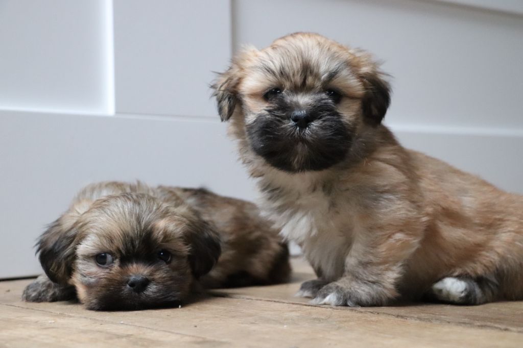 Chiot Lhassa Apso Der Lenn