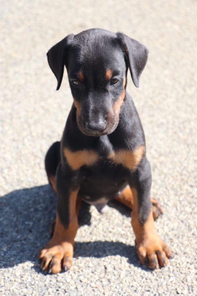 Der Lenn - Chiots disponibles - Dobermann