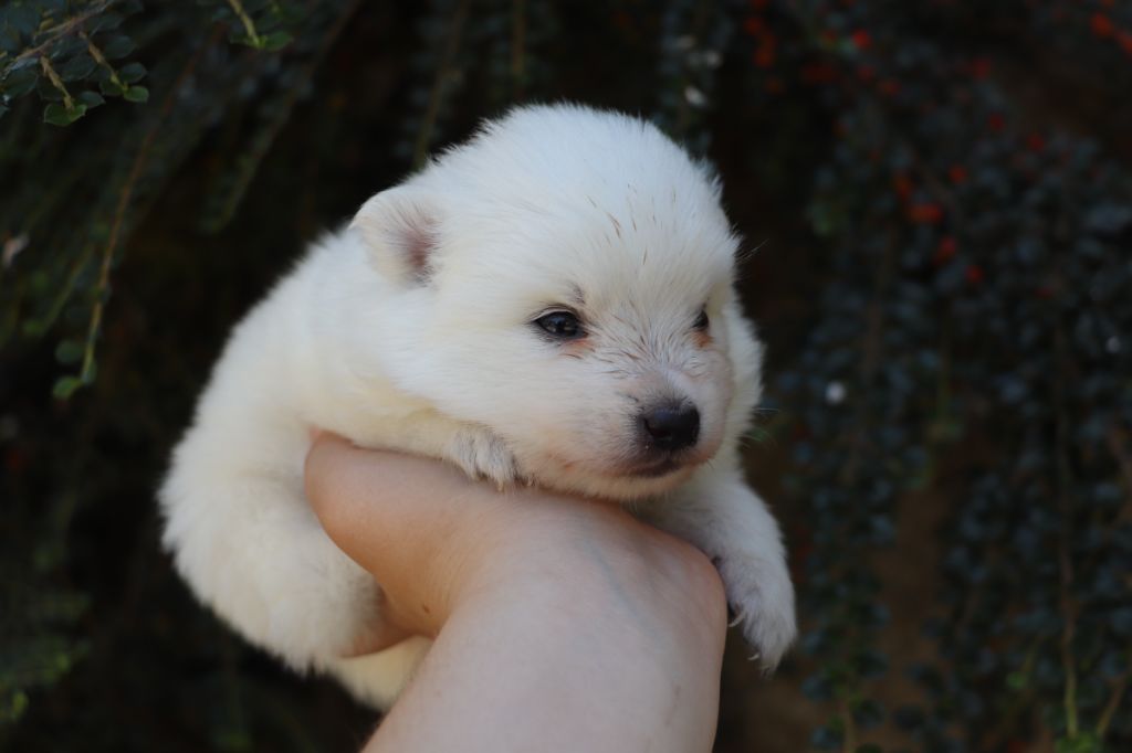 Der Lenn - Chiots disponibles - Spitz japonais