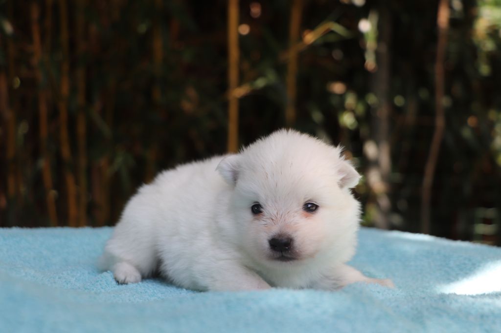 Der Lenn - Chiots disponibles - Spitz japonais
