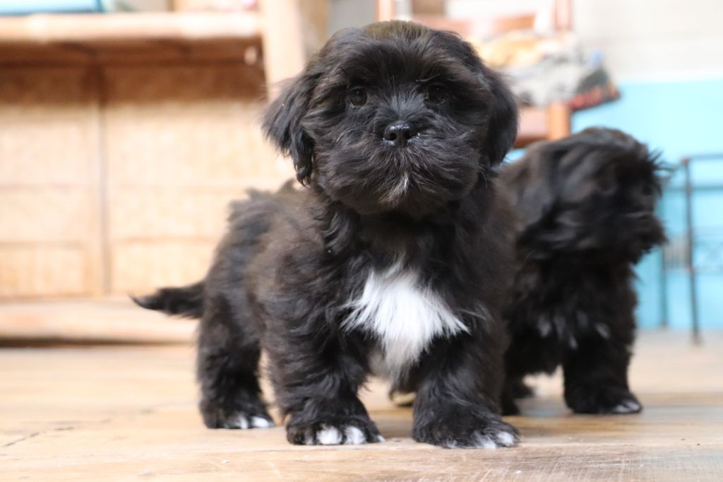 Der Lenn - Chiots disponibles - Lhassa Apso