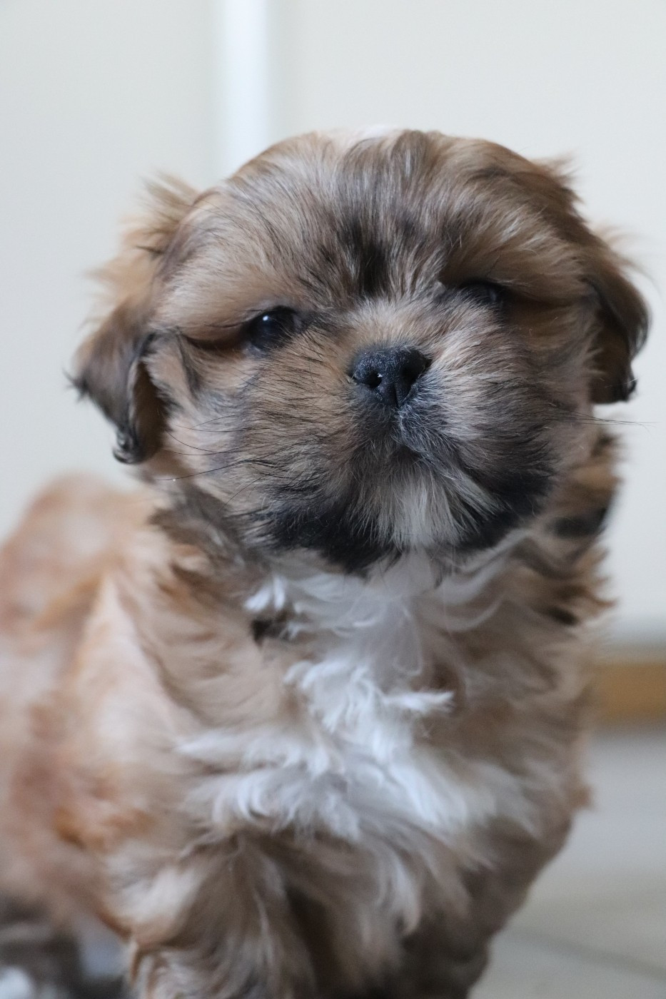 Der Lenn - Chiots disponibles - Lhassa Apso