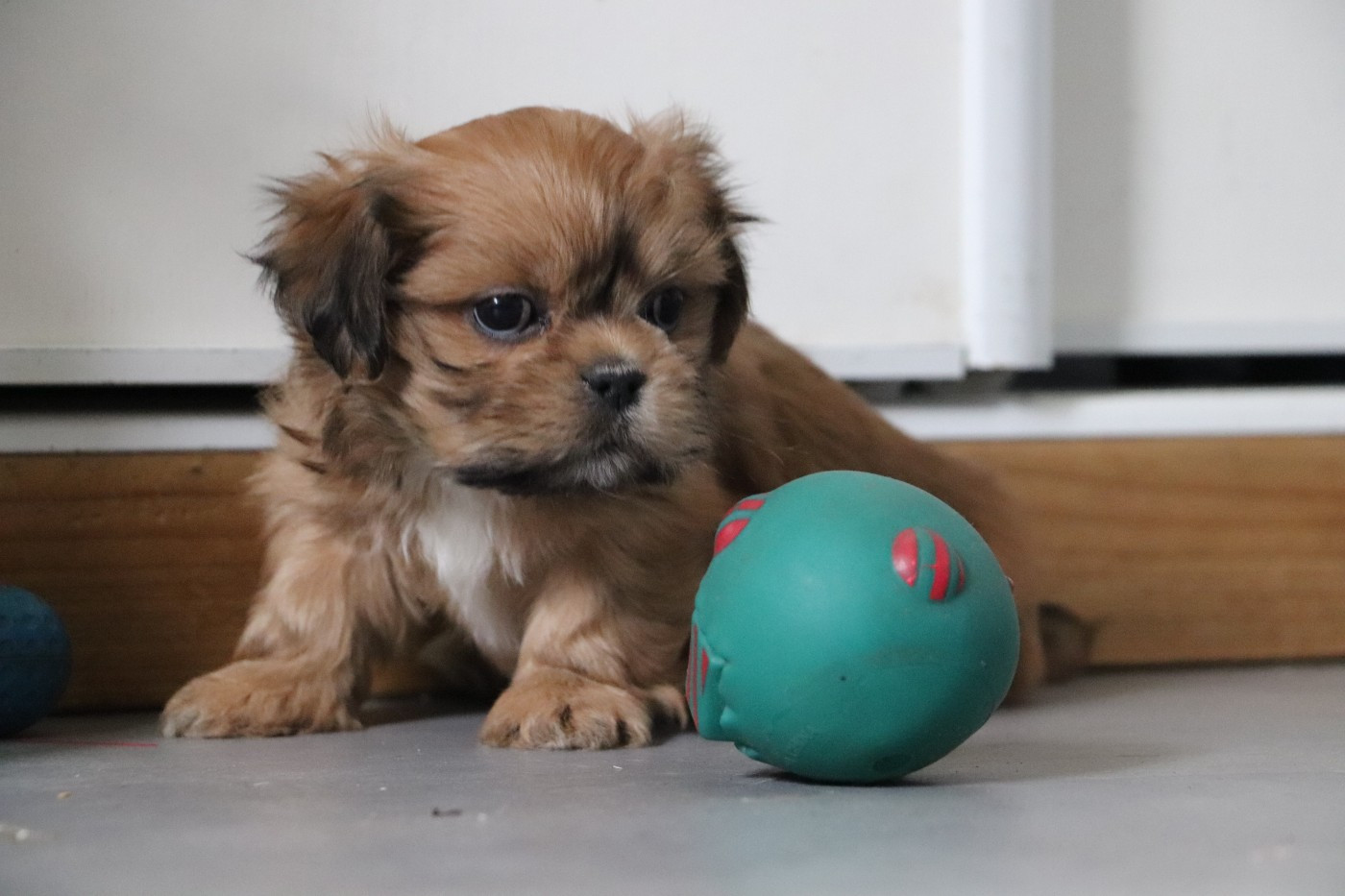 Der Lenn - Chiots disponibles - Lhassa Apso