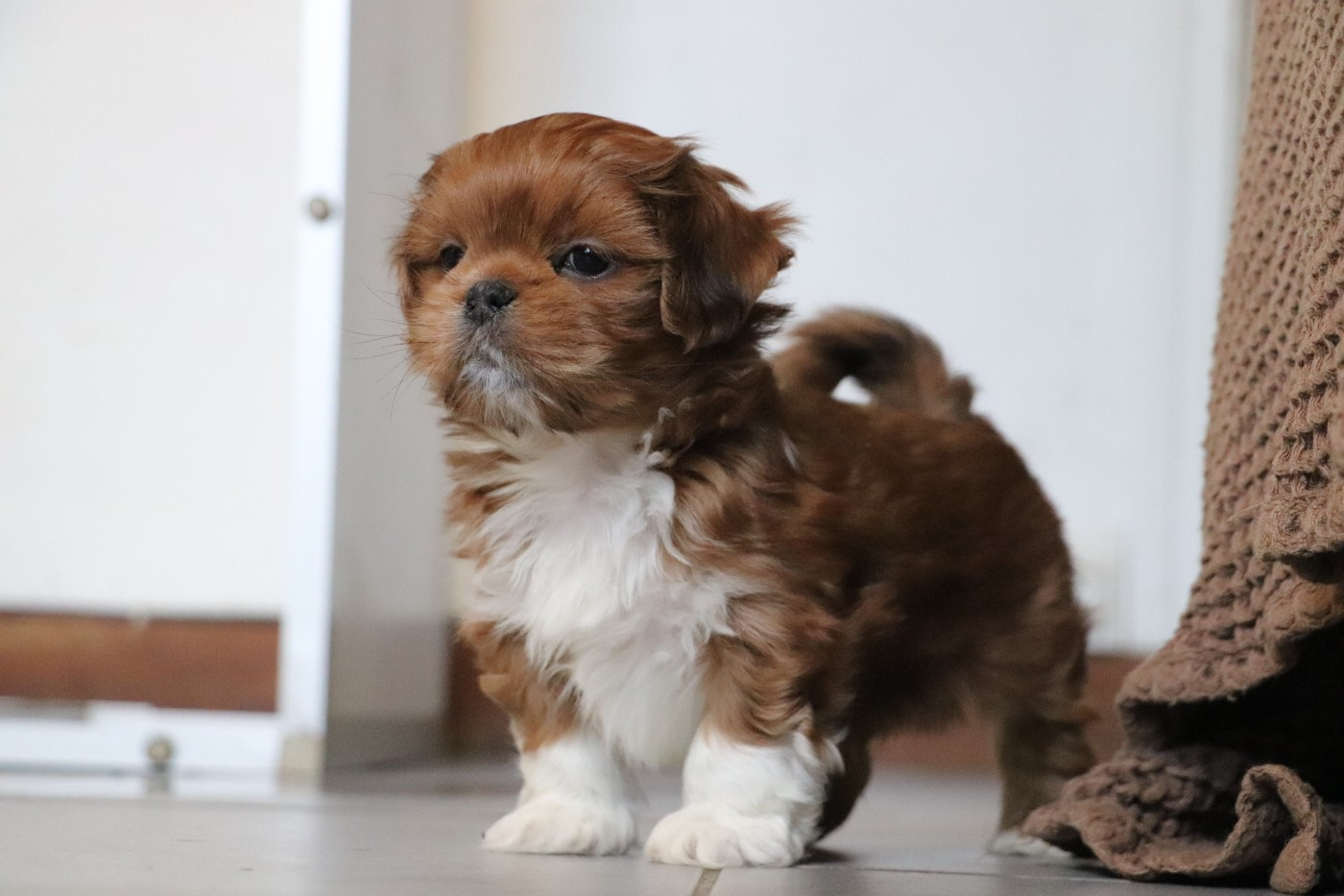 Der Lenn - Chiots disponibles - Lhassa Apso