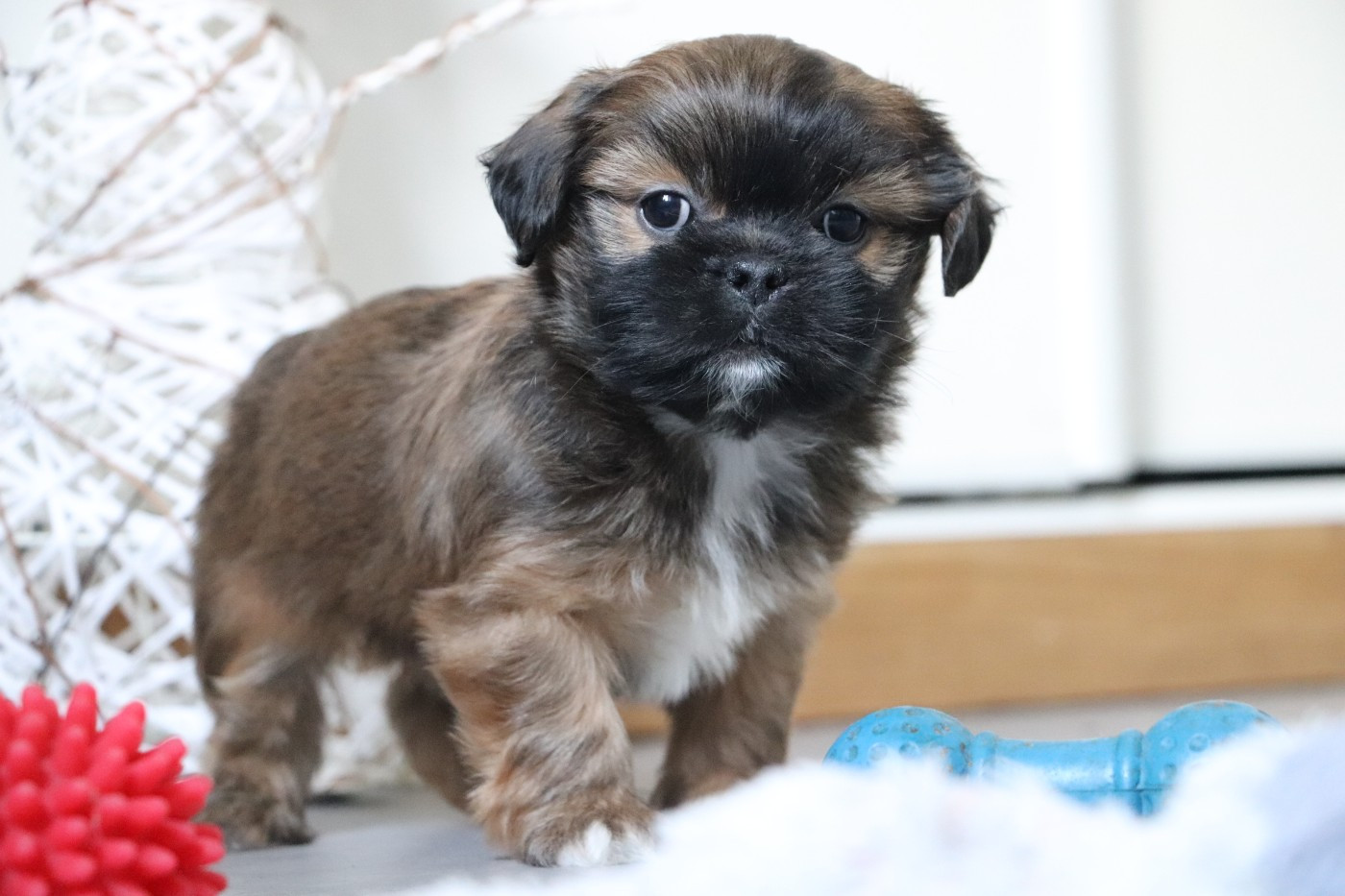 Der Lenn - Chiots disponibles - Lhassa Apso
