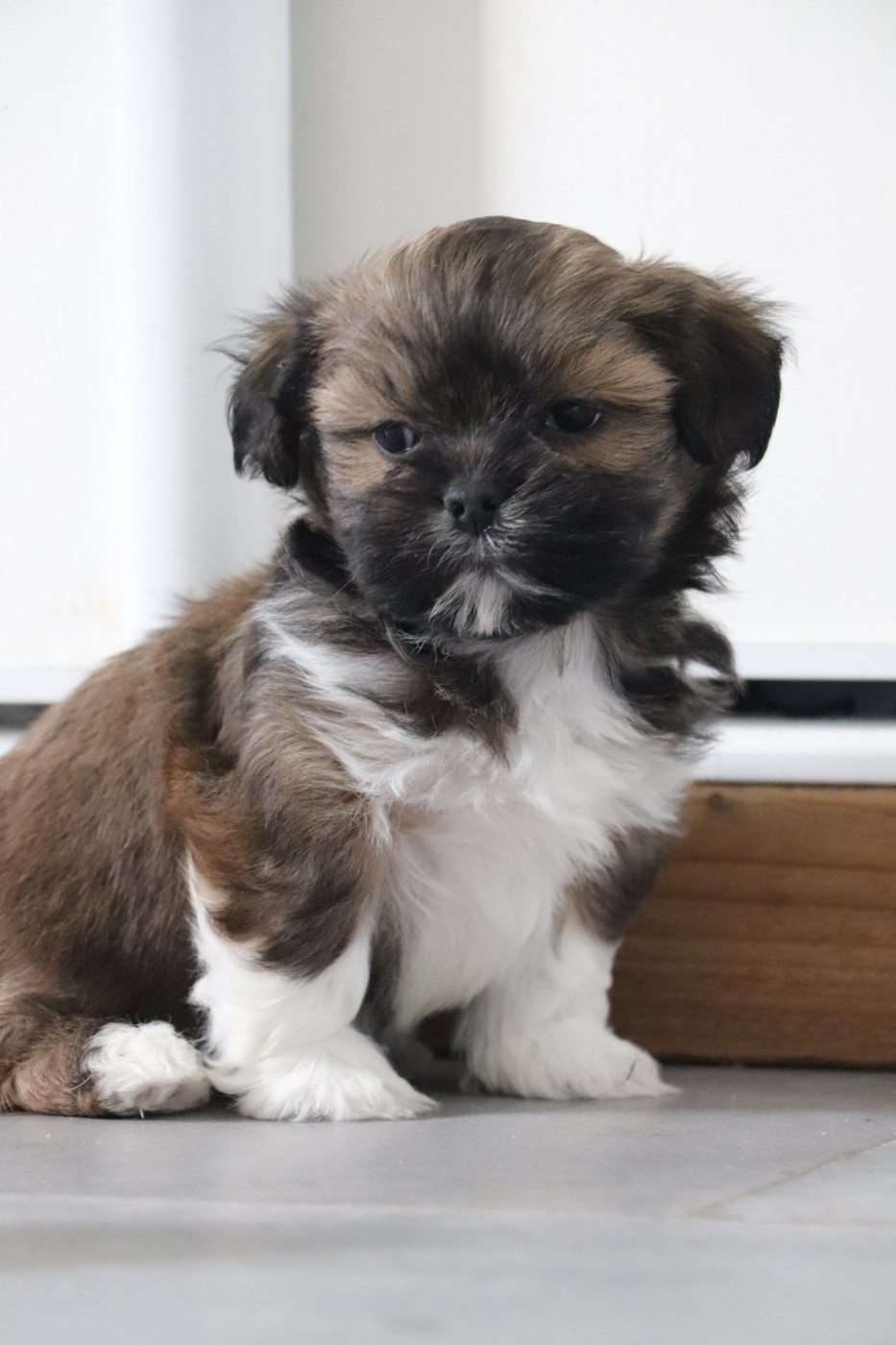Der Lenn - Chiots disponibles - Lhassa Apso
