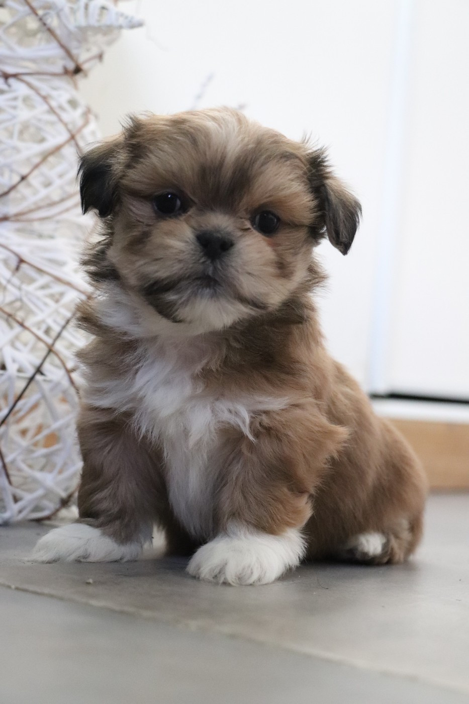 Der Lenn - Chiots disponibles - Lhassa Apso