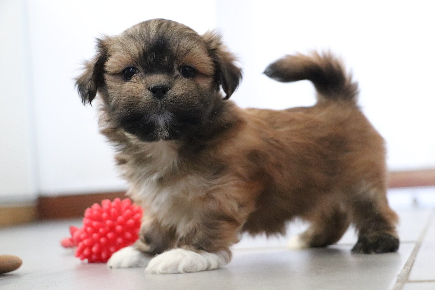 Der Lenn - Chiots disponibles - Lhassa Apso