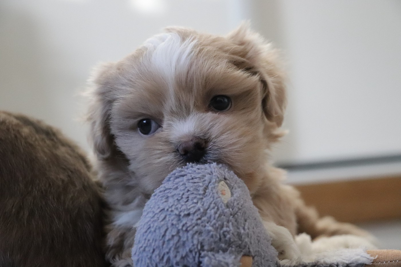Der Lenn - Chiots disponibles - Lhassa Apso
