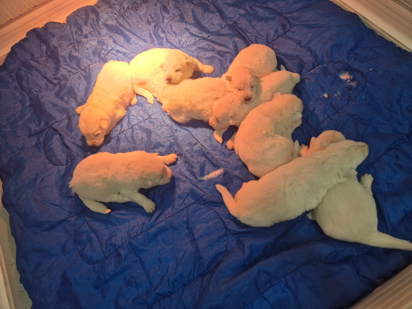 Chiot Berger Blanc Suisse Der Lenn