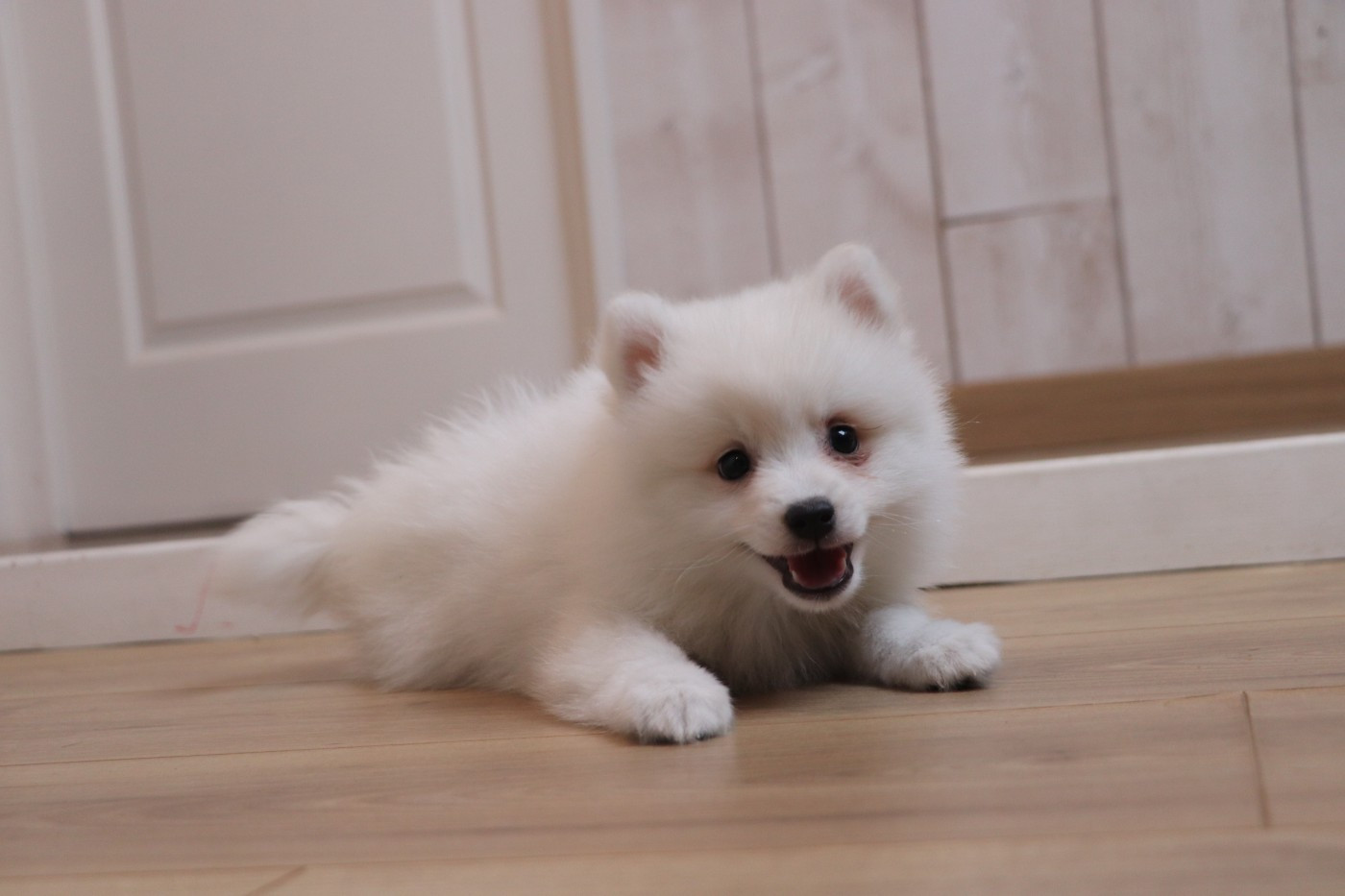 Der Lenn - Chiots disponibles - Spitz japonais