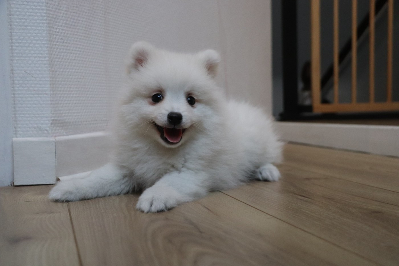 Der Lenn - Chiots disponibles - Spitz japonais