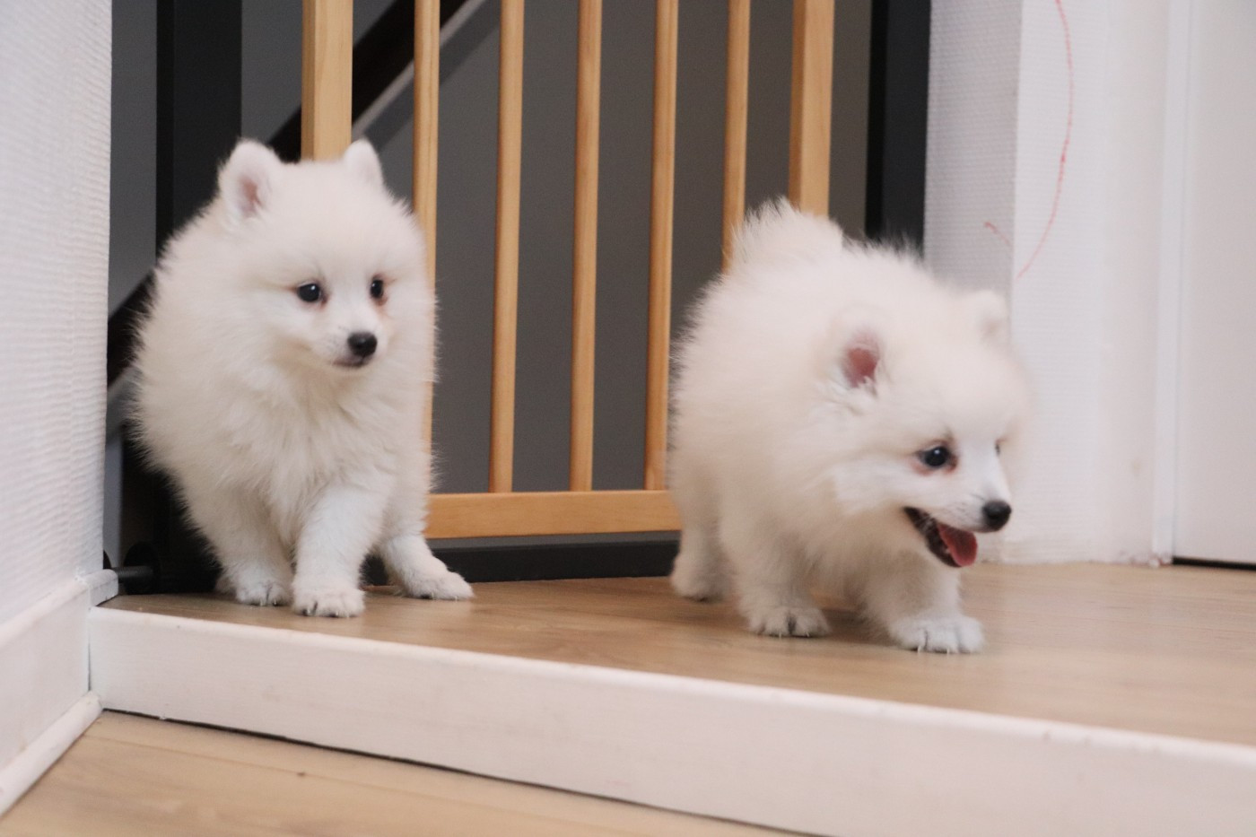 Chiot Spitz japonais Der Lenn