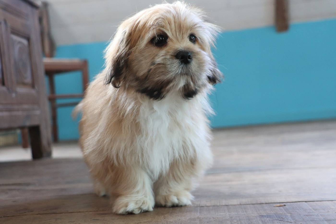 Der Lenn - Chiots disponibles - Lhassa Apso