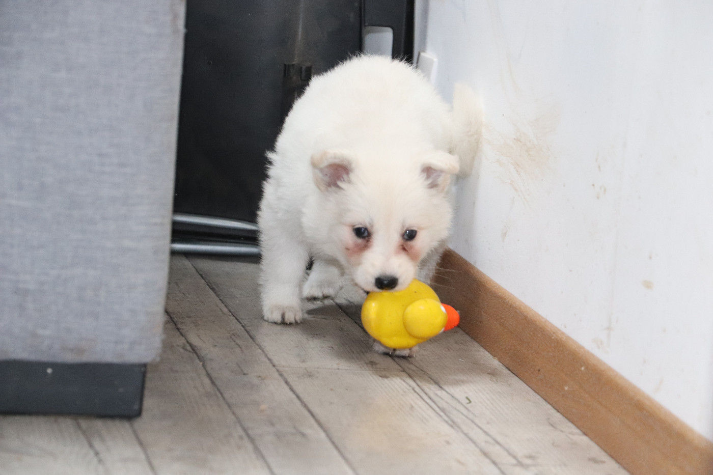 Der Lenn - Chiots disponibles - Berger Blanc Suisse