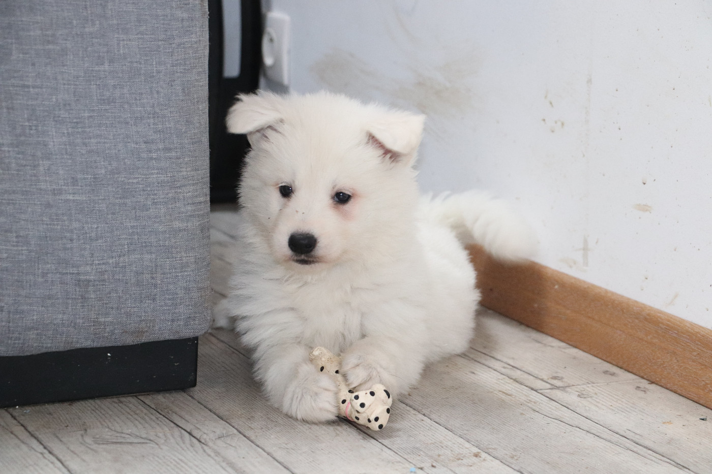Der Lenn - Chiots disponibles - Berger Blanc Suisse