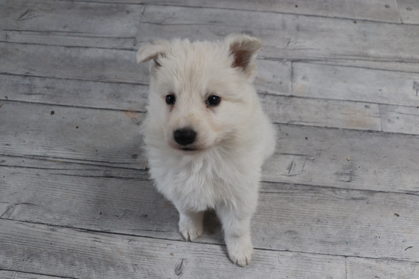 Der Lenn - Chiots disponibles - Berger Blanc Suisse