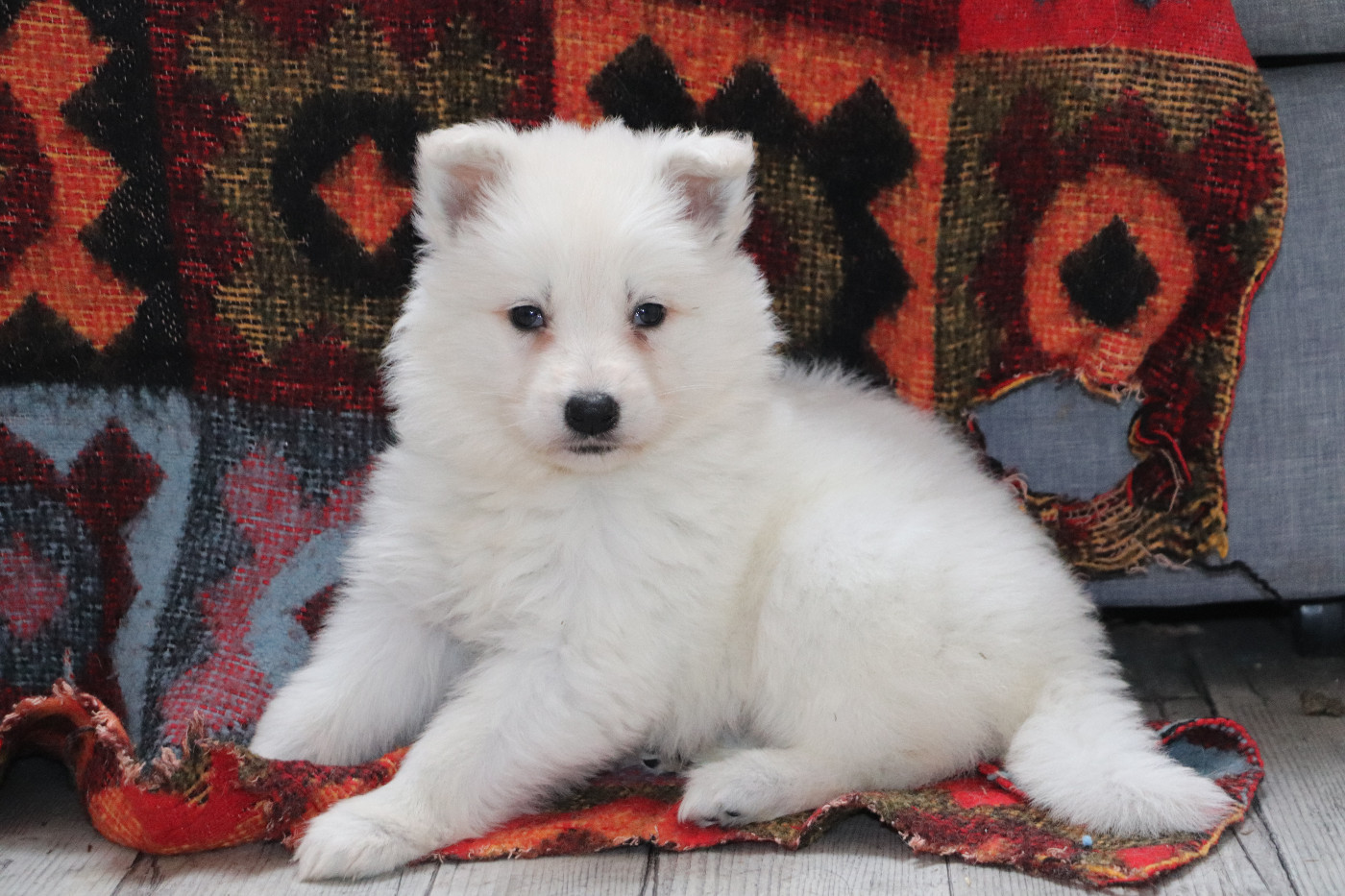 Der Lenn - Chiots disponibles - Berger Blanc Suisse