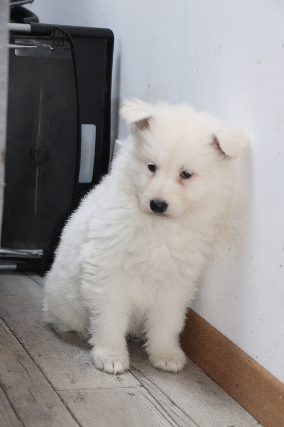 Der Lenn - Chiots disponibles - Berger Blanc Suisse