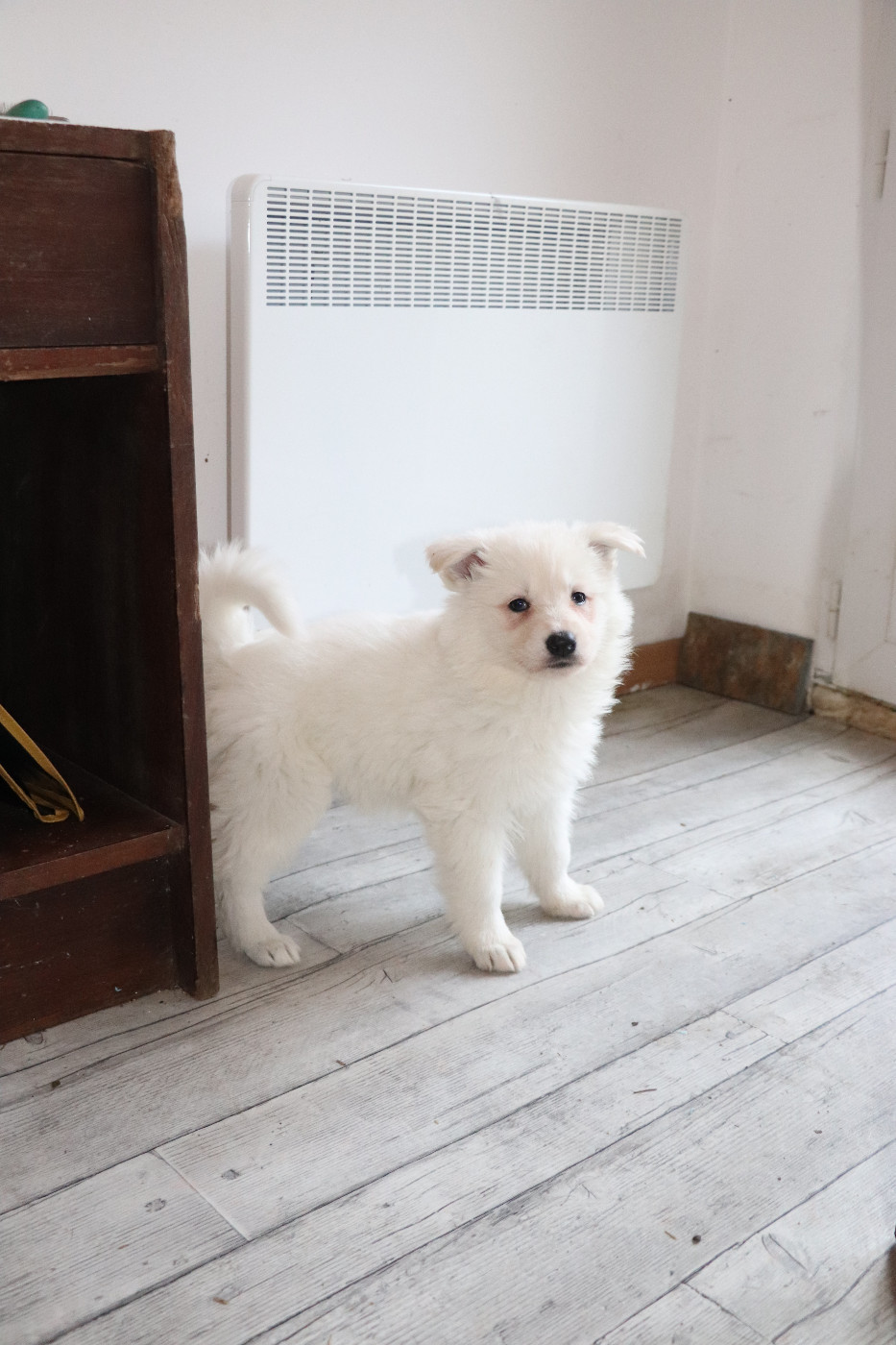 Der Lenn - Chiots disponibles - Berger Blanc Suisse