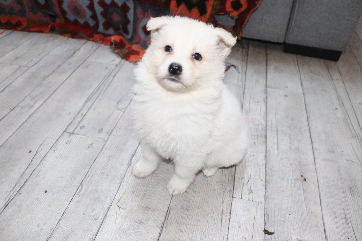 Der Lenn - Chiots disponibles - Berger Blanc Suisse
