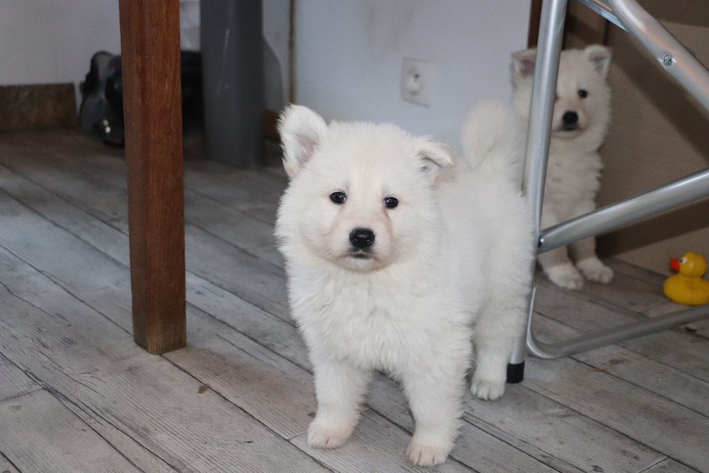 Der Lenn - Chiots disponibles - Berger Blanc Suisse