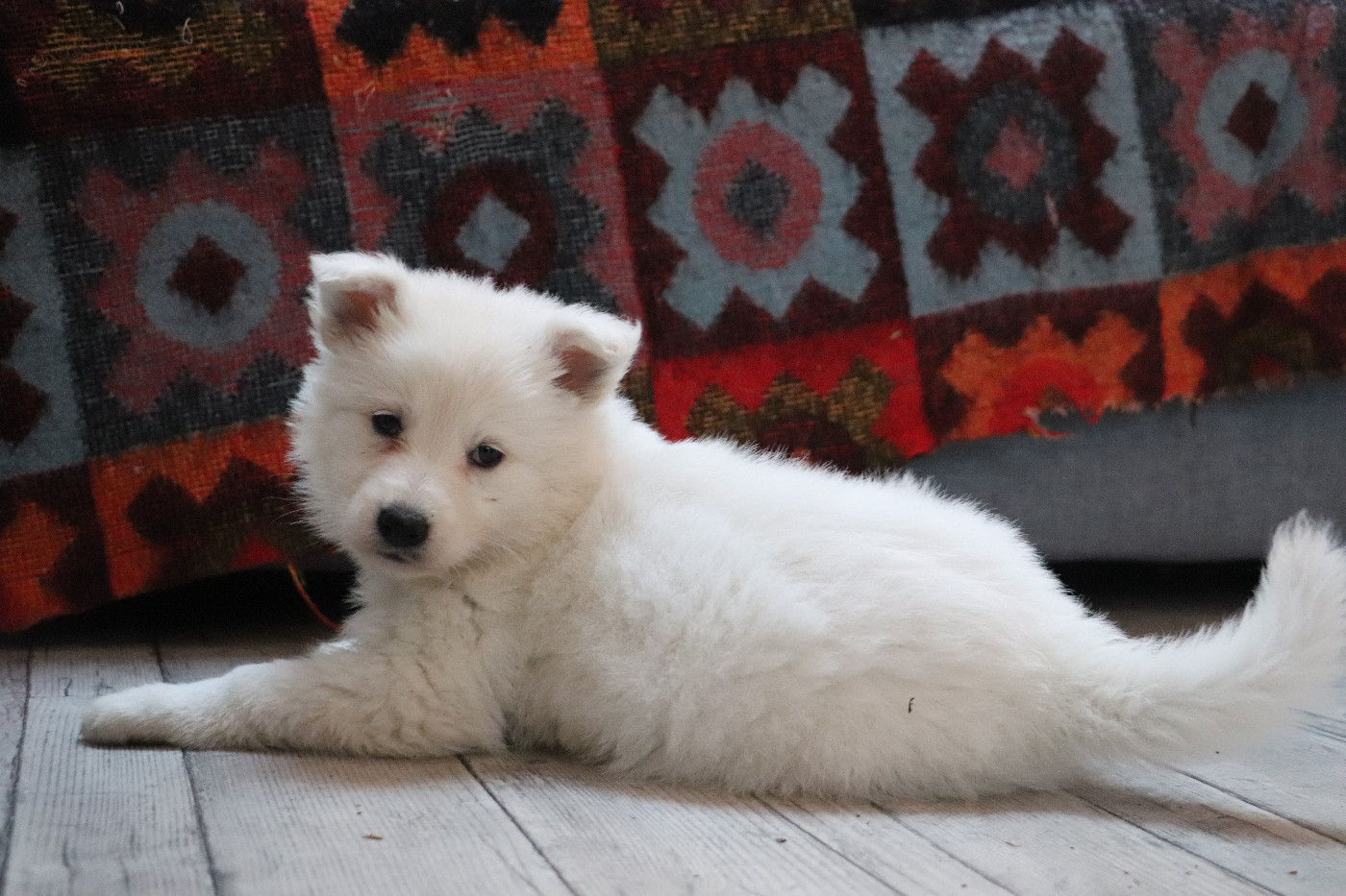 Der Lenn - Chiots disponibles - Berger Blanc Suisse